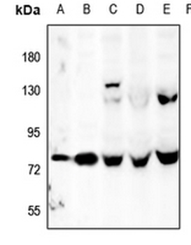 Anti-OLFML2A Antibody