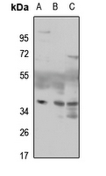 Anti-MAF1 Antibody