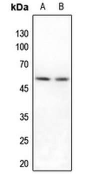 Anti-IRX3 Antibody