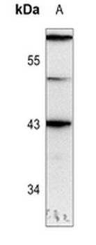 Anti-GATA1 (pS310) Antibody