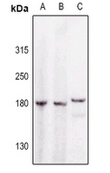 Anti-GAK Antibody