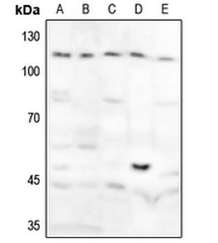 Anti-GAB1 (pY627) Antibody