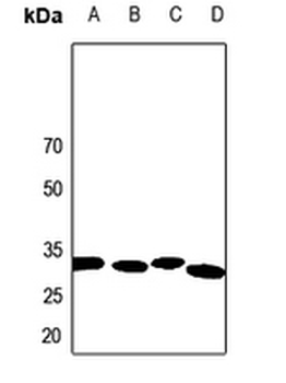 Anti-Calponin 2 Antibody