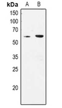 Anti-CLK1 Antibody