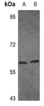 IRF5 Antibody