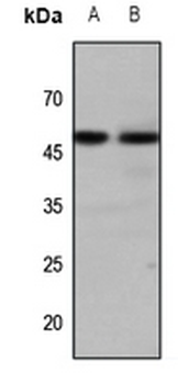 GALR1 Antibody