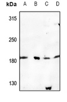 Anti-USP32 Antibody