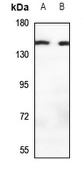 Anti-MOV10L1 Antibody