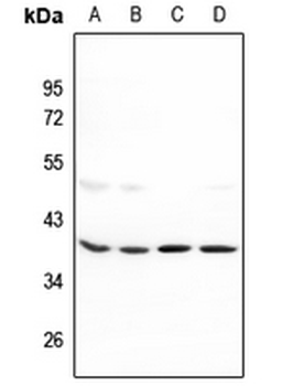 Anti-MRPL39 Antibody