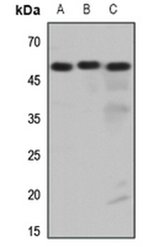 Histamine H3 Receptor Antibody