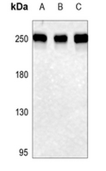 Anti-Rpb1 CTD (pS1619) Antibody