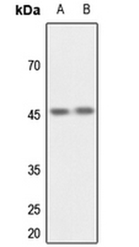 CSK Antibody