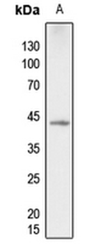 Anti-p38 (pT180) Antibody