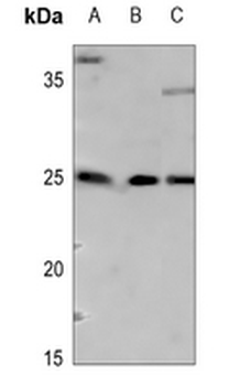 Anti-ARF4 Antibody