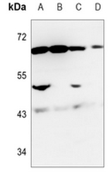 NRG1 Antibody