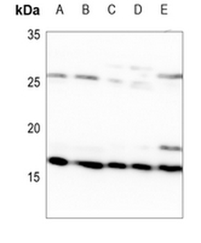 Anti-MRPL14 Antibody