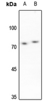 Anti-SENP3 Antibody
