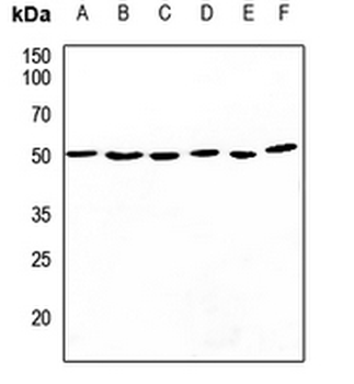 Anti-CDC37 Antibody