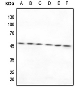 Anti-TXNRD2 Antibody