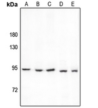 Anti-PCAF Antibody