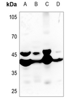MMP23 Antibody