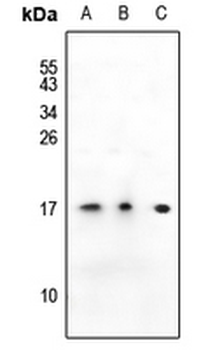 Anti-SSBP1 Antibody