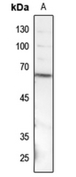 Anti-SMAD1 (pS187) Antibody