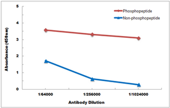 Anti-LCK (pY393) Antibody