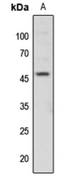 Anti-c-Jun (pT91) Antibody