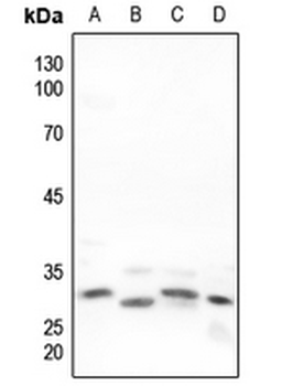 Anti-Neuregulin SMDF Antibody