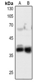 FGF5 Antibody