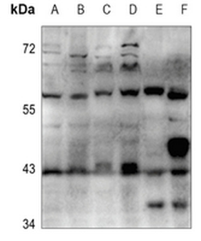 Anti-Cytochrome P450 3A4/5 Antibody
