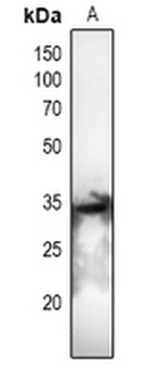 Anti-CDC2 (pT161) Antibody