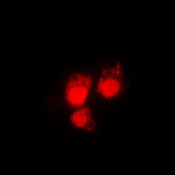 Anti-CDC2 (pT161) Antibody