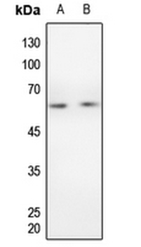 Anti-Cyclin B1 Antibody