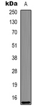 Anti-Histone H3 Antibody
