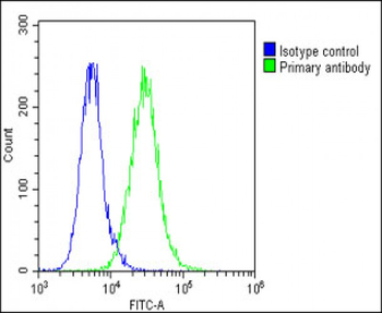 F13A1 Antibody (N-Term)