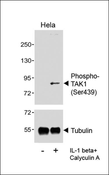 Phospho-TAK1 (Ser439) Antibody