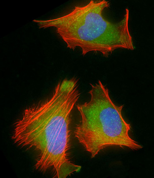 RPS2 Antibody (C-Term)