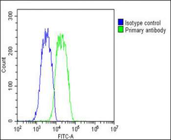 PABPC3 Antibody (N-Term)