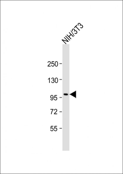Mouse Ptk7 Antibody (C-term)