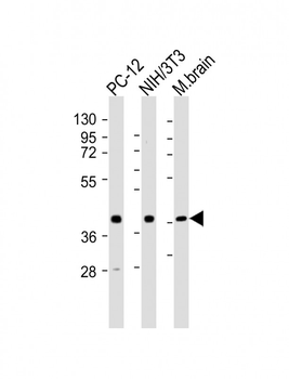 (Mouse) Rnf2 Antibody (Center)