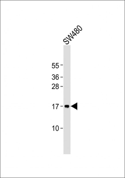 PLP2 Antibody (C-term)