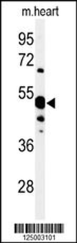 5NT1A Antibody (N-term)