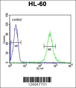 HOXA3 Antibody (C-term)