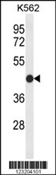 CLDN15 Antibody (Center)