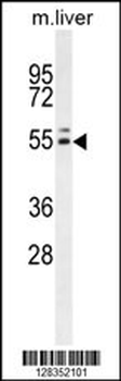 INSC Antibody (C-term)