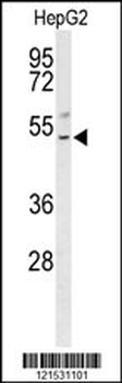 BLZF1 Antibody (Center)