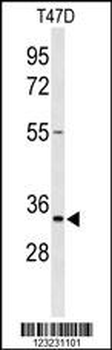 TSPAN33 Antibody (C-term)