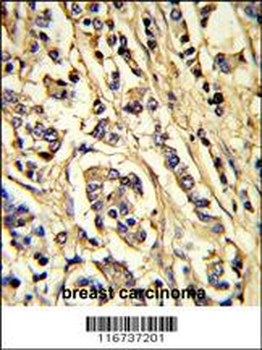 VGFR2 Antibody